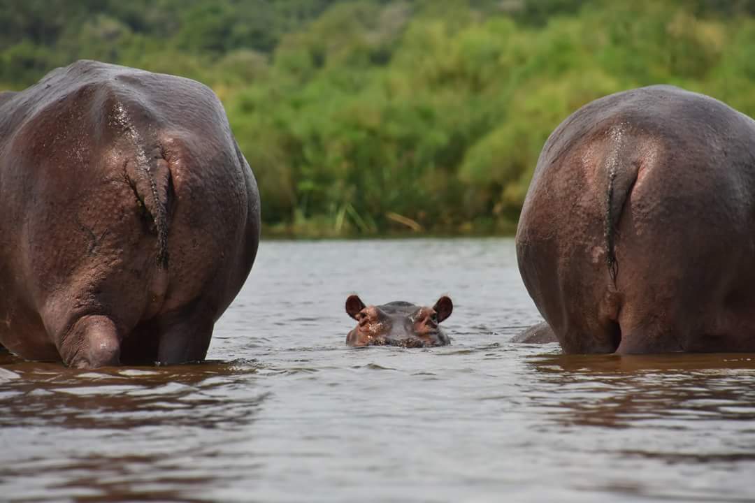 5 Days Uganda safari to Queen Elizabeth National Park